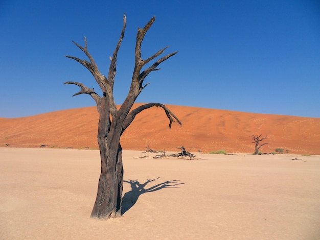 Africa. Lonely standing dry tree in the Sahara desert.