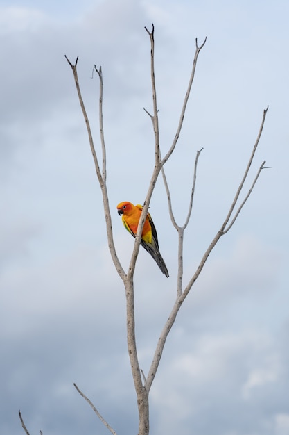 Africa macaw on tree