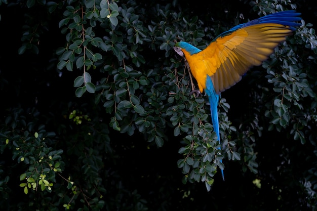 Africa macaw on tree