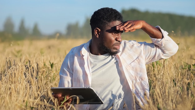 African american agronomist explores ripe wheat plantation at sunset light