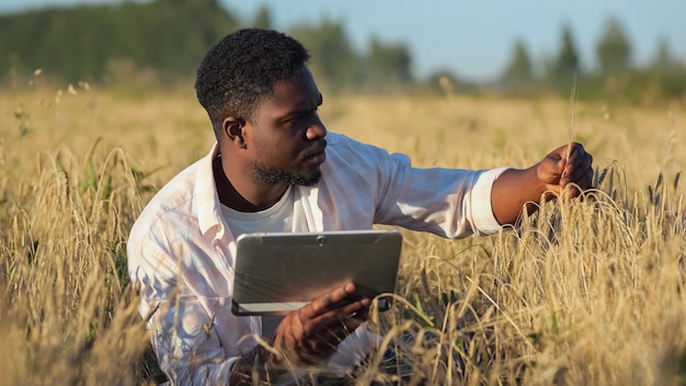 African american agronomist explores ripe wheat plantation