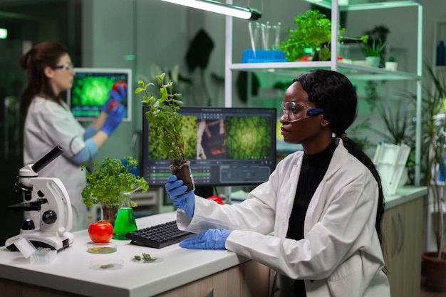 African american microbiologist researcher holding gmo sapling analyzing genetically modified green plants during agriculture experiment. Chemist scientist working in biochemistry hospital laboratory