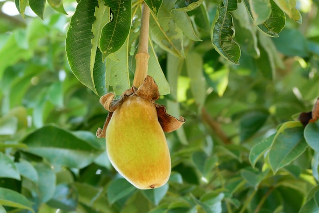 African baobab fruit or Monkey bread