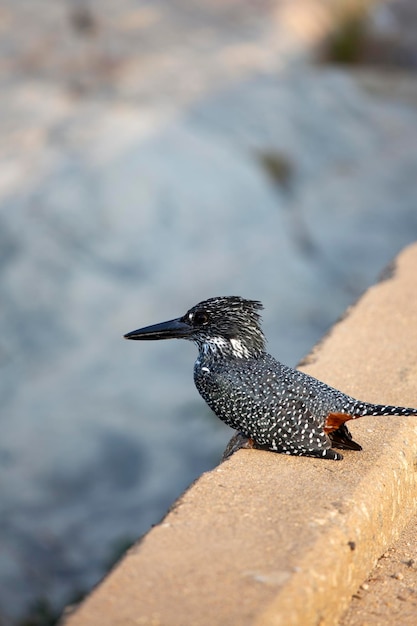 African bird Giant Pied Kingfisher in Kruger National Park