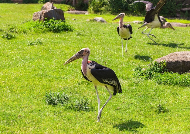 African birds stork marabou in the summertime