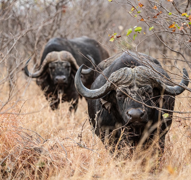 African Buffalo Syncerus Caffer in the savannah Kruger National Park