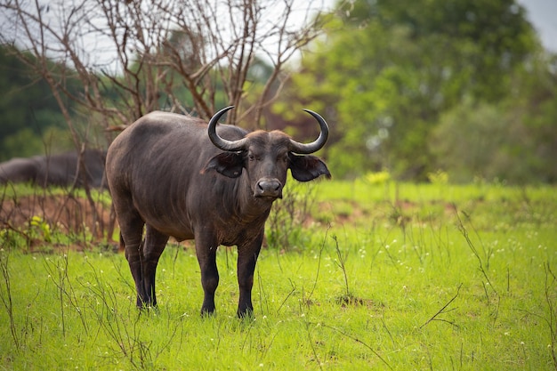 The African buffalo  in Tsavo National Park Kenya