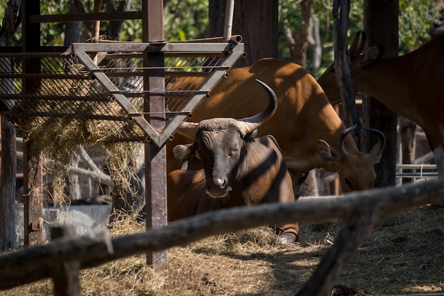 African buffalo in zoo