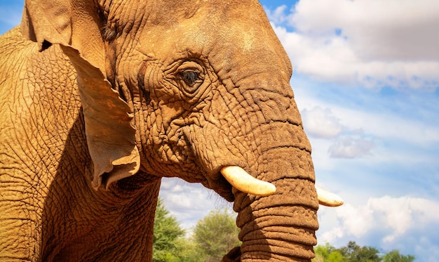 African Bush Elephant in the grassland of Etosha National Park Namibia