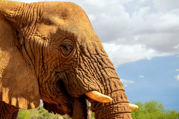 African Bush Elephant in the grassland of Etosha National Park, Namibia.