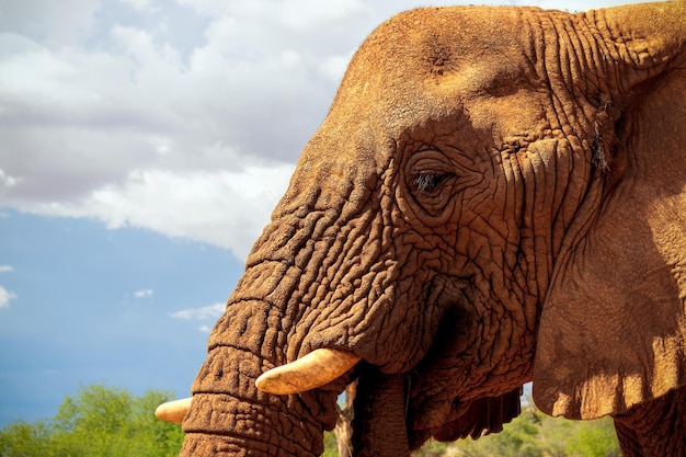 African Bush Elephant in the grassland of Etosha National Park, Namibia.