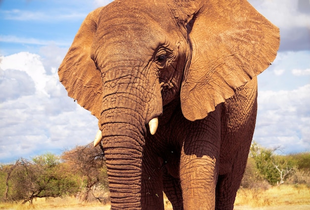 African Bush Elephant in the grassland of Etosha National Park, Namibia.