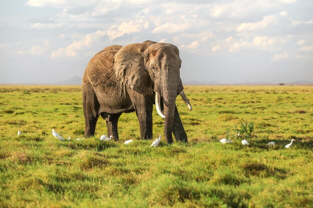 African bush elephant (Loxodonta africana) waliking in low savanna grass, white heron birds around on ground.