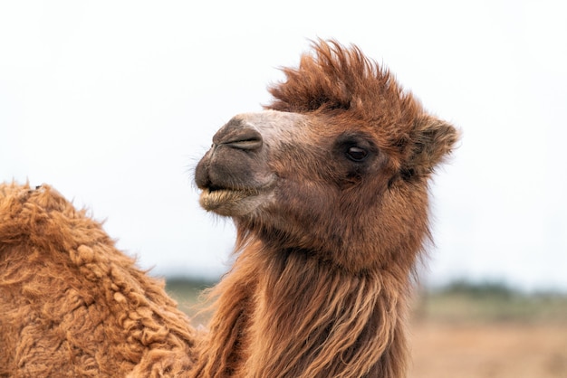 African camel is an ungulate within the genus Camelus