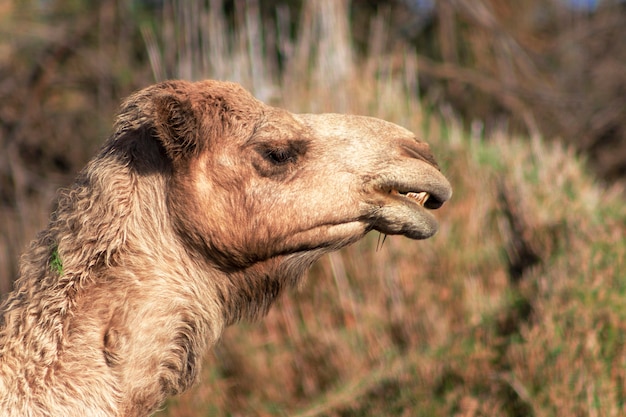 African Camel in the Namib desert.  Funny close up. Namibia, Africa