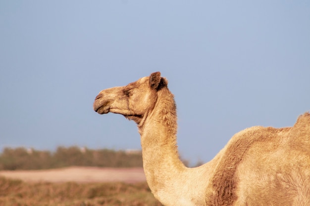 African Camel in the Namib desert.  Funny close up. Namibia, Africa