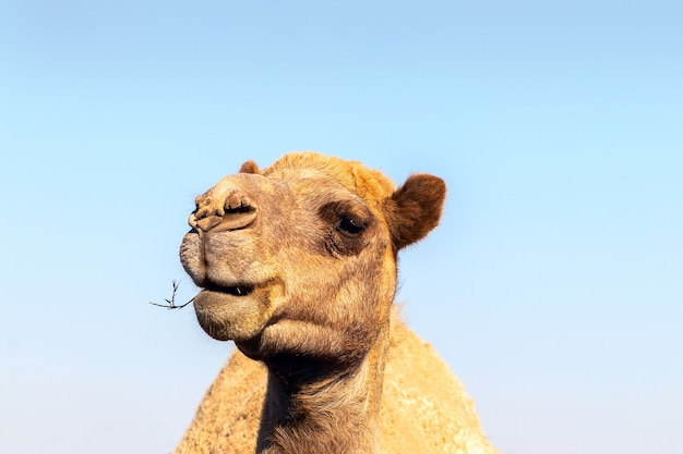 African Camel in the Namib desert.  Funny close up. Namibia, Africa