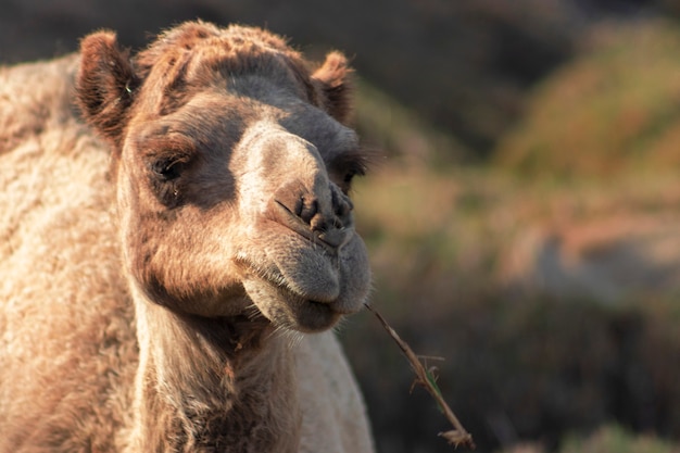 African Camel in the Namib desert