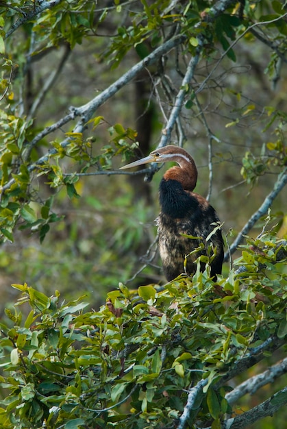 African Darter Kruger National Park South Africa