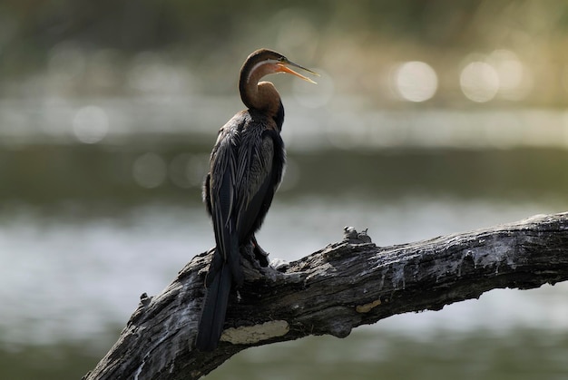 African Darter Kruger National Park South Africa