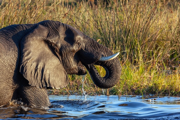 African Elephant Botswana Africa