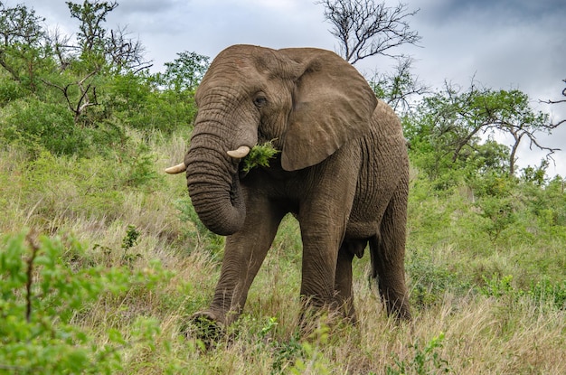 African elephant eating plants in the savanna