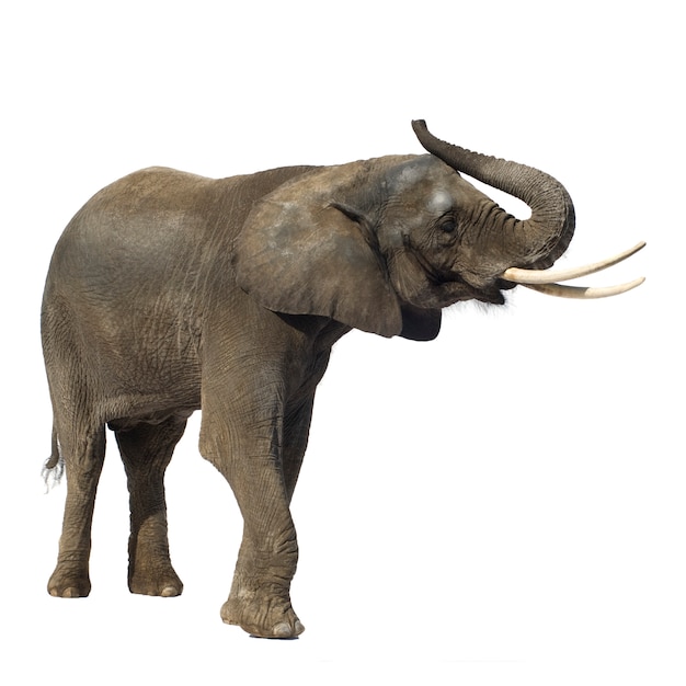 African Elephant isolated