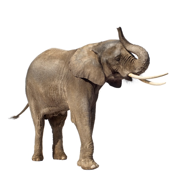 African Elephant isolated