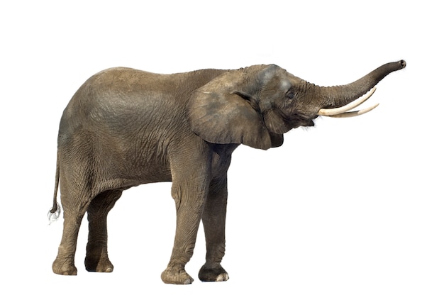 African Elephant isolated