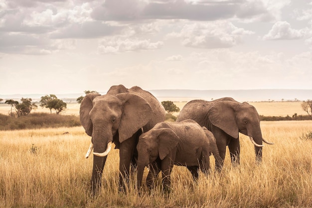 African elephant Loxodonta