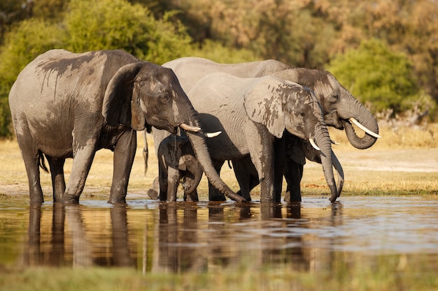 African elephants together in the nature