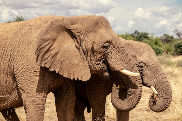 African elephants walking through the lush grasslands of Etosha National Park Namibia