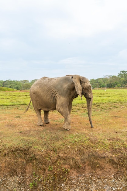 African elephants in the wild beautiful landscape