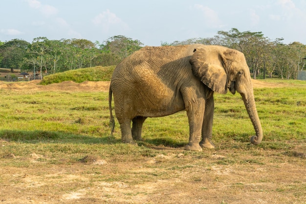 African elephants in the wild beautiful landscape