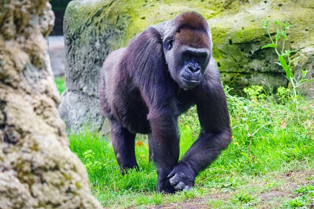 African female gorilla walking quietly among the grass