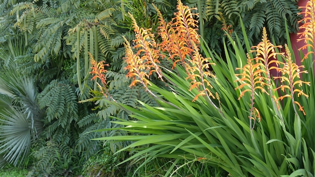 African flag orange flower blossom, botanical exotic plant bloom in garden, California flora 