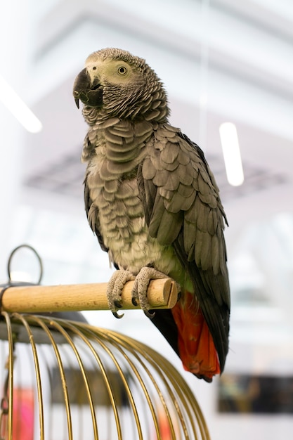 African gray parrot, close-up. The color of the bird is dark gray, the tail is red and the beak is black. Parrot sits on a piece of wood