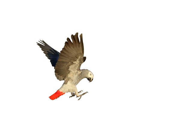 African gray parrot flying isolated on white background