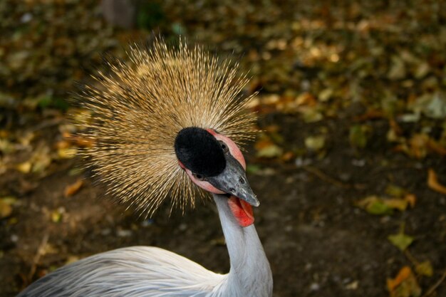 African Grey Crowned Crane yellow head