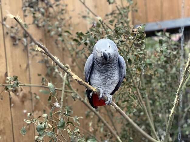 African Grey Parrot Perched on Branch