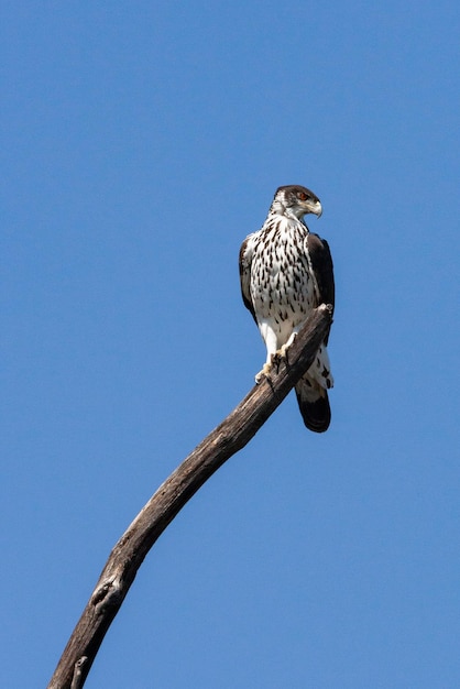 African Hawk Eagle Botswana