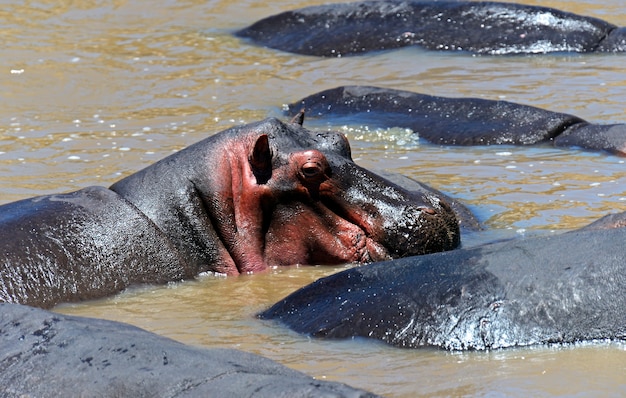 African hippo in their natural habitat. Kenya. Africa.