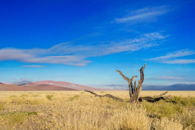 African landscape beautiful sunset dunes trees and nature of Namib desert Sossusvlei Namibia