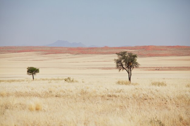 Photo african landscapes- alone tree in deserted savannah