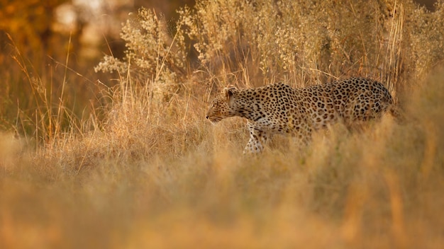 African leopard female pose in beautiful evening light