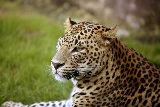 African leopard on green grass