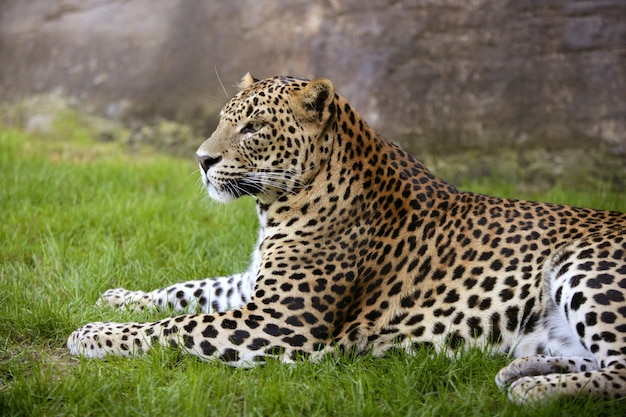 African leopard on green grass