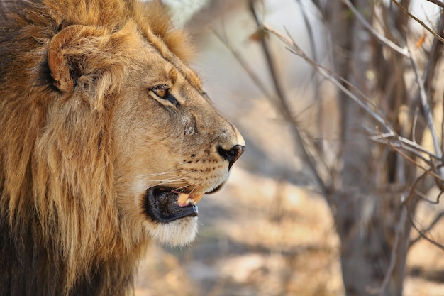 African Lion portrait in the warm light 