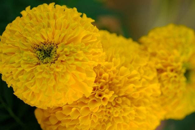 Photo african marigold, tagetes erecta. the aztec marigold, mexican marigold, big marigold. closeup yellow