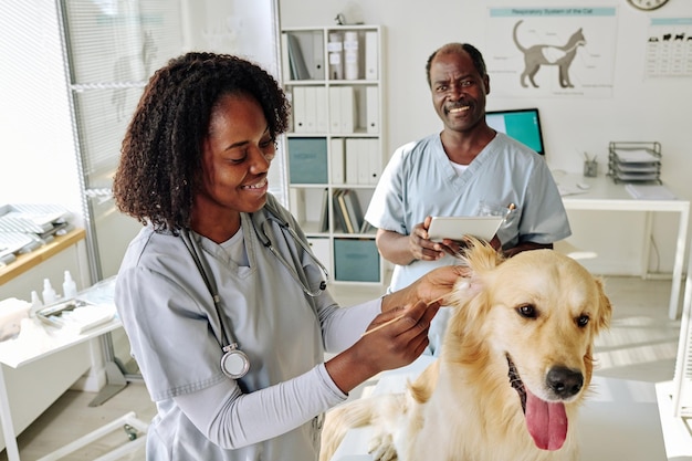 African nurse examining retriever dog while vet doctor using digital tablet and talking to her